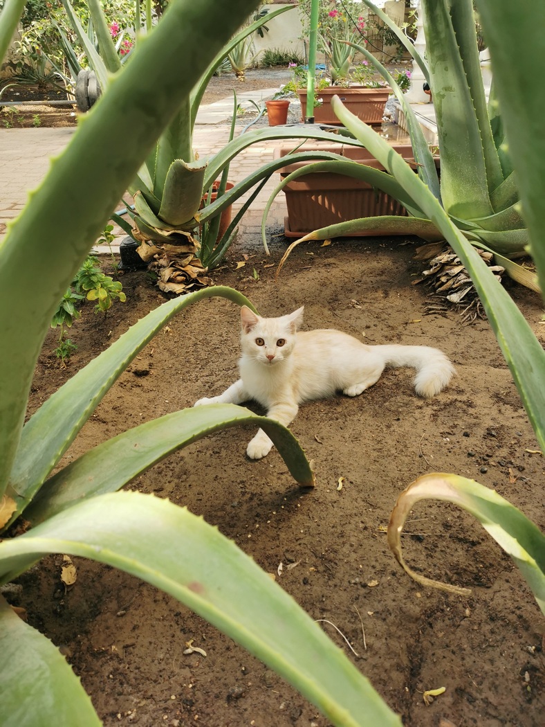 Katze zwischen Kakteen