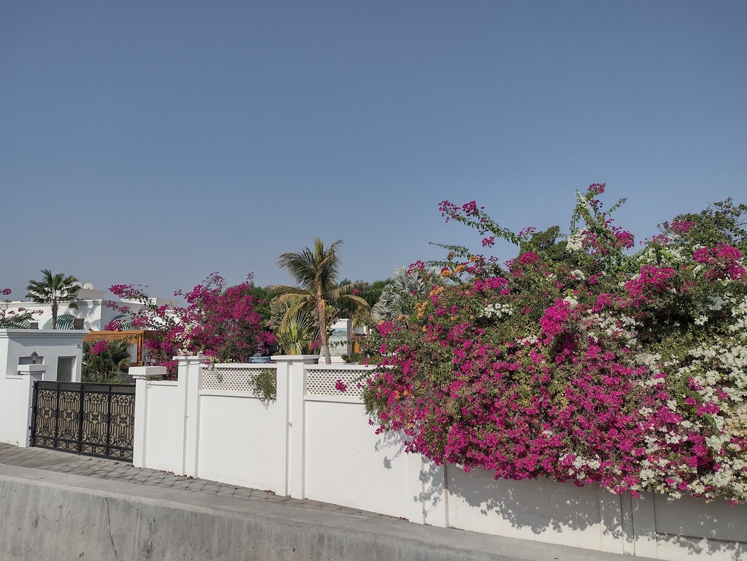 Blütenpracht in Muscat