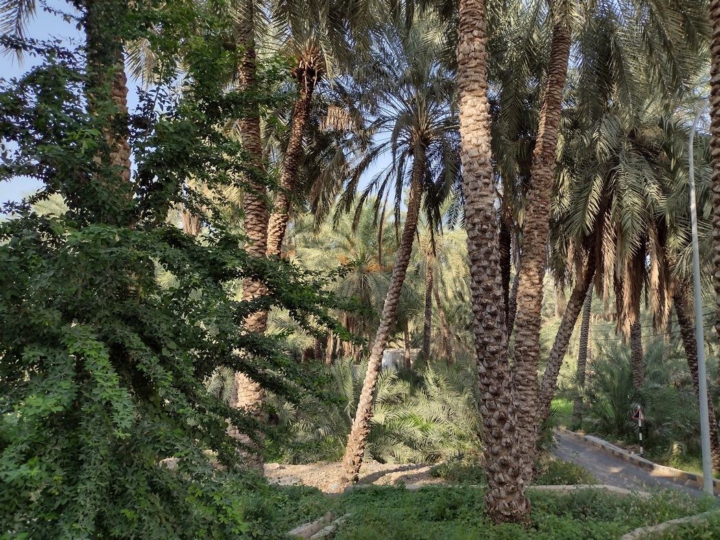 Palmen in einer Dattel-Plantage