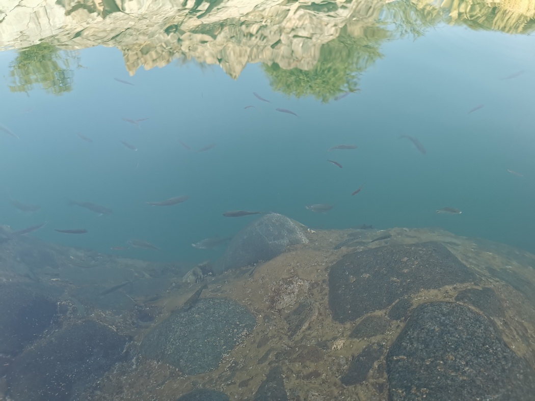 Knabberfische im Wadi-Pool