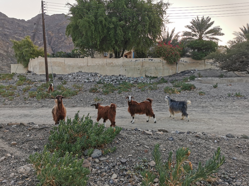 Ziegen in omanischem Dorf