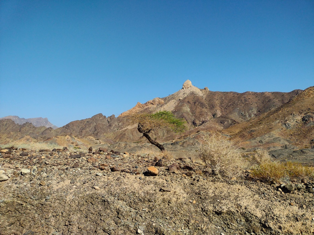 Baum in trockener Felswüste