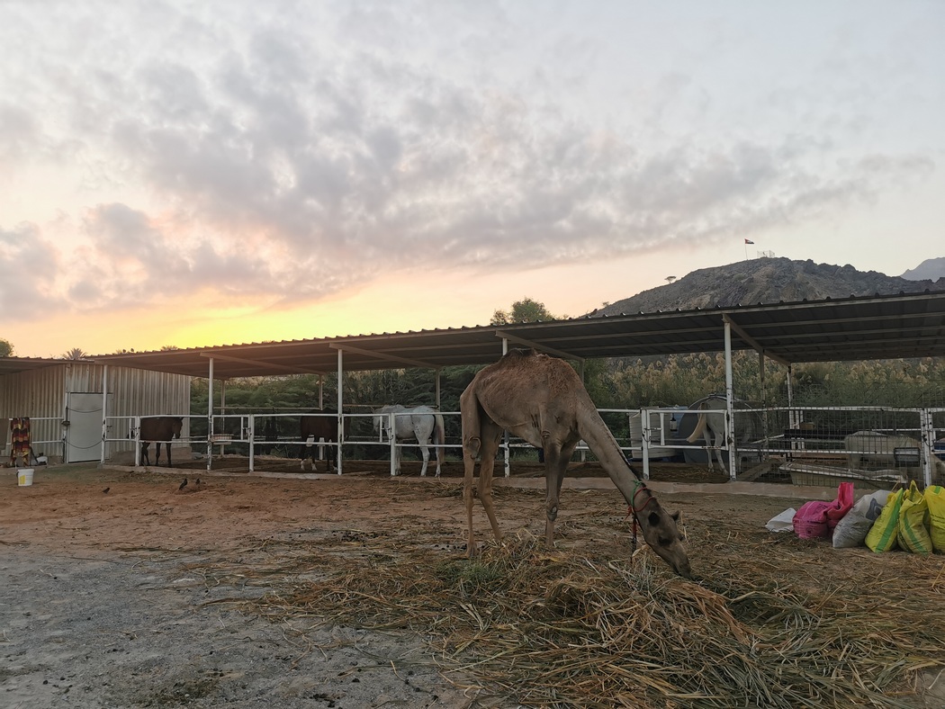 Kamel- und Pferdeställe