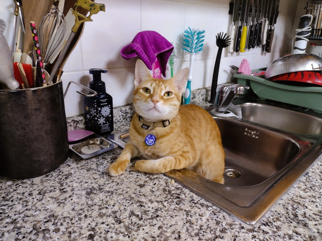 Katze im Spülbecken