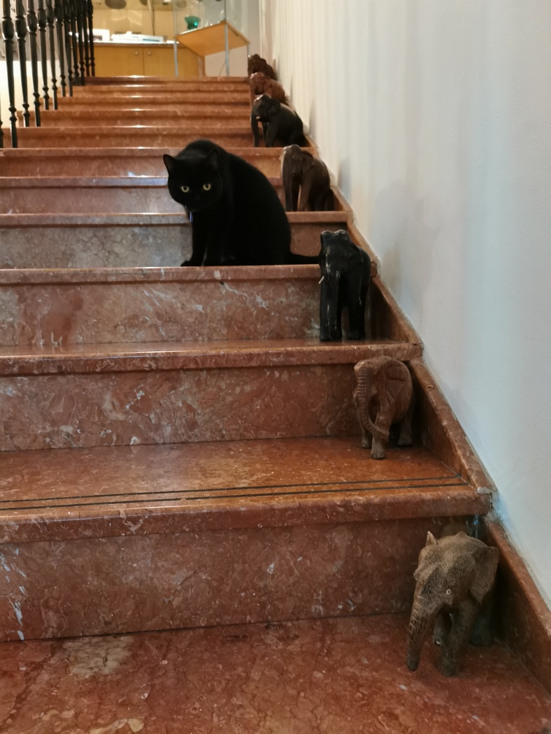 Katze zwischen Elefantenfiguren