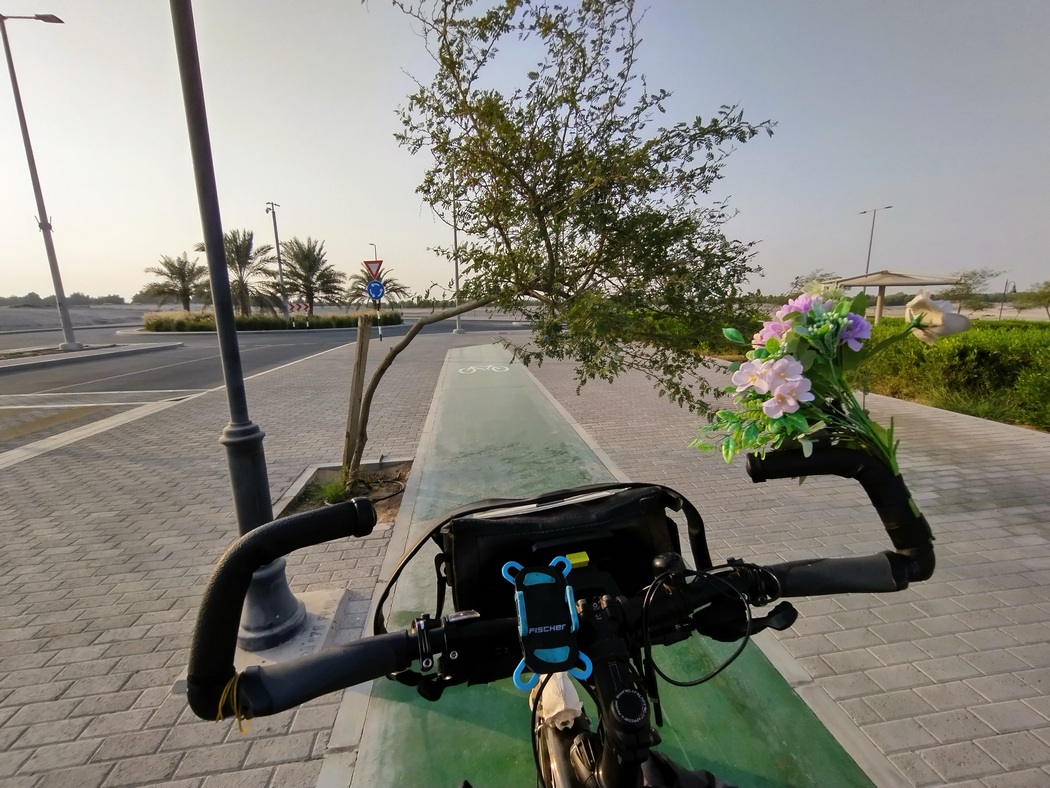 Baum wächst über den Radweg