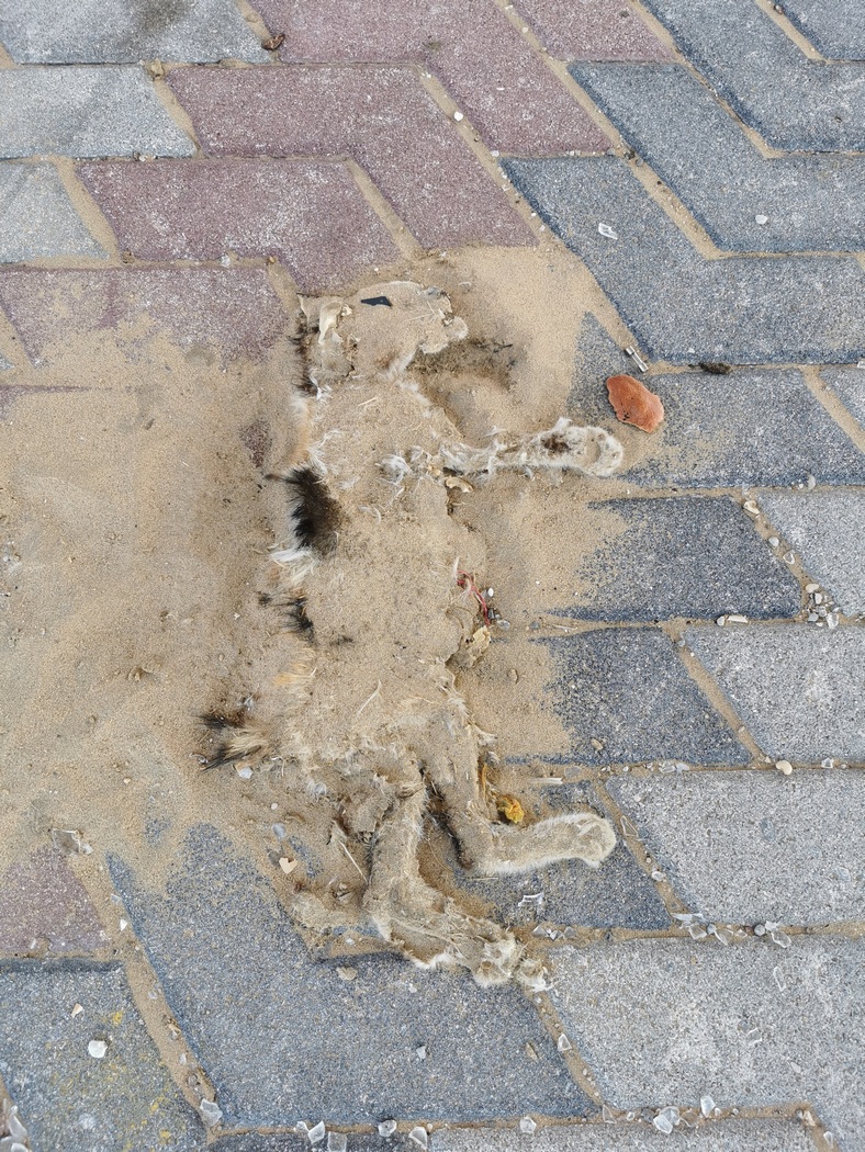 Kadaver einer Katze im Sand konserviert