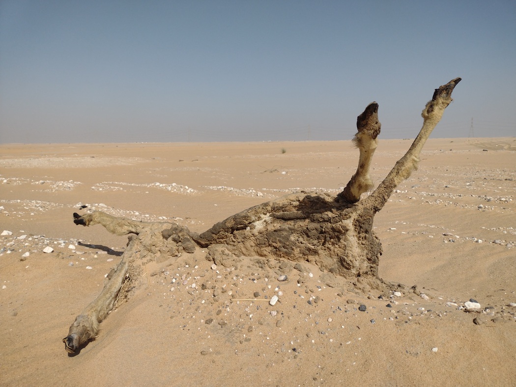 Skurriler Kadaver am Straßenrand