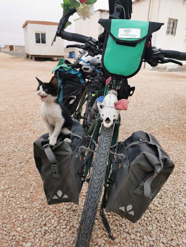 Katze auf Fahrradtasche
