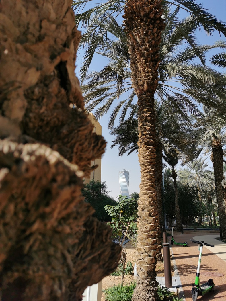 Hochhäuser zwischen Palmen