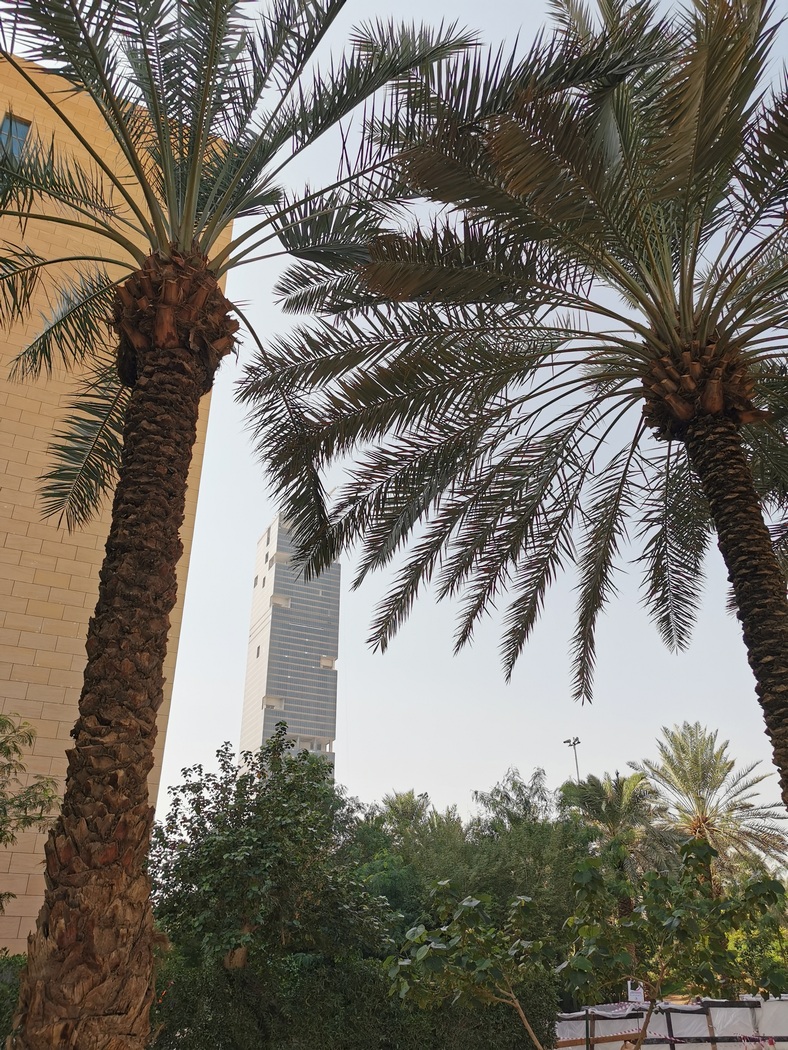 Palmen und Hochhäuser