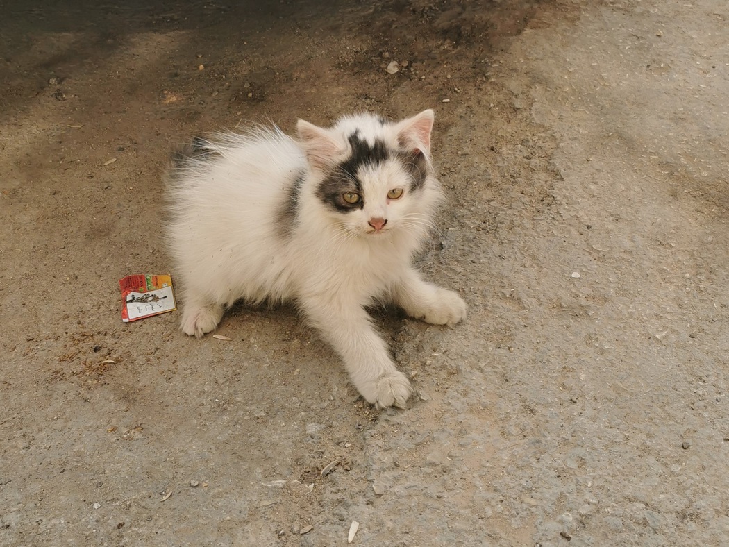 Zotteliges Katzenbaby