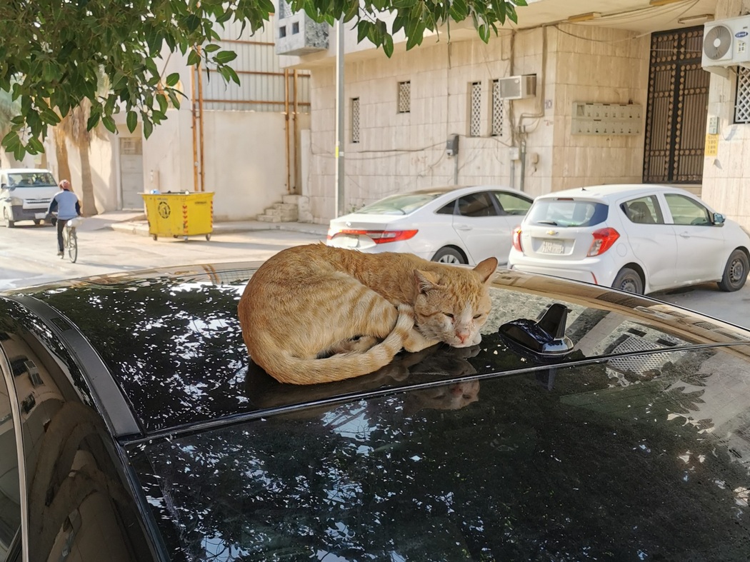 Straßenkatze in Riad