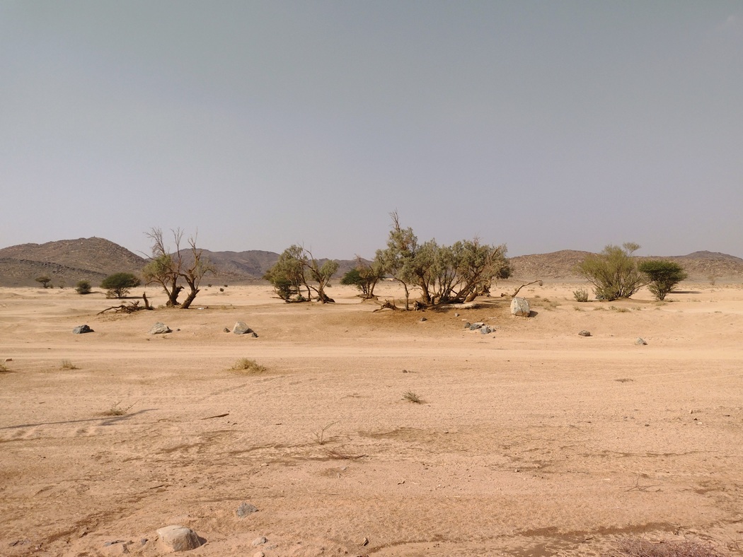 Bäume in der Wüste