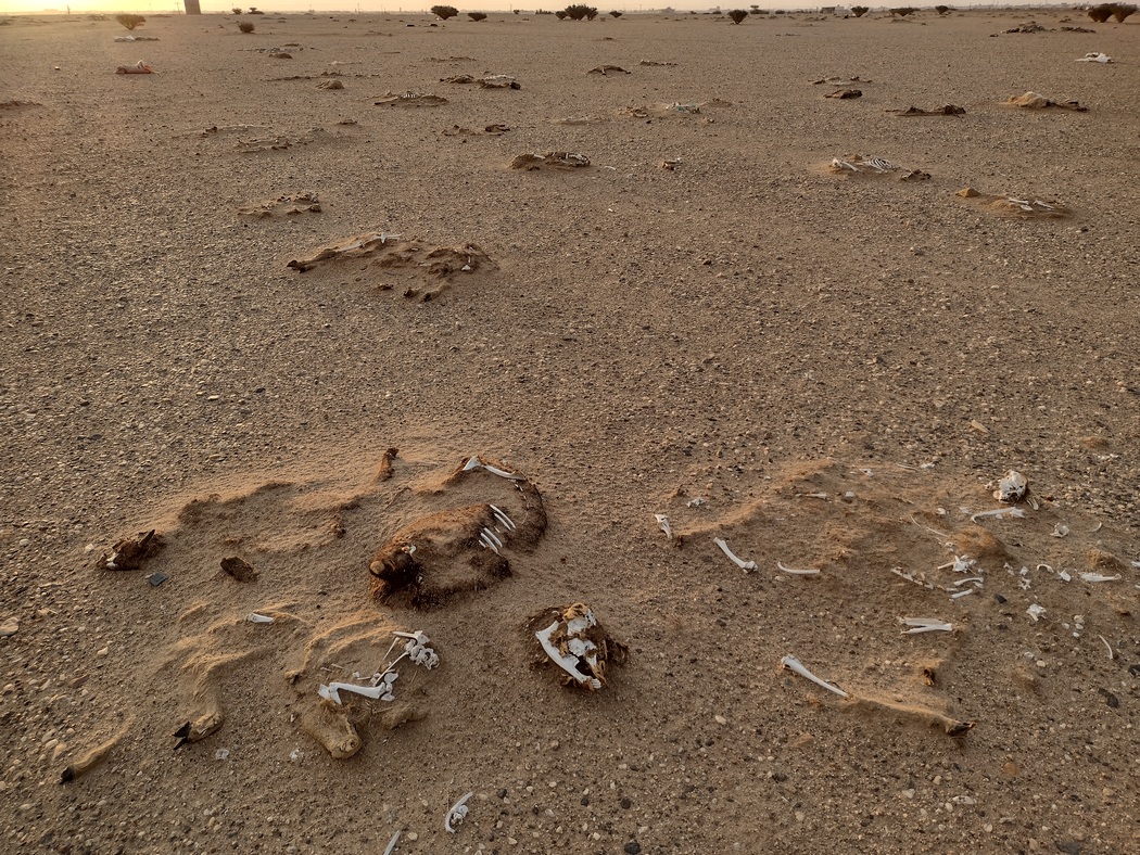 Knochen in der Wüste