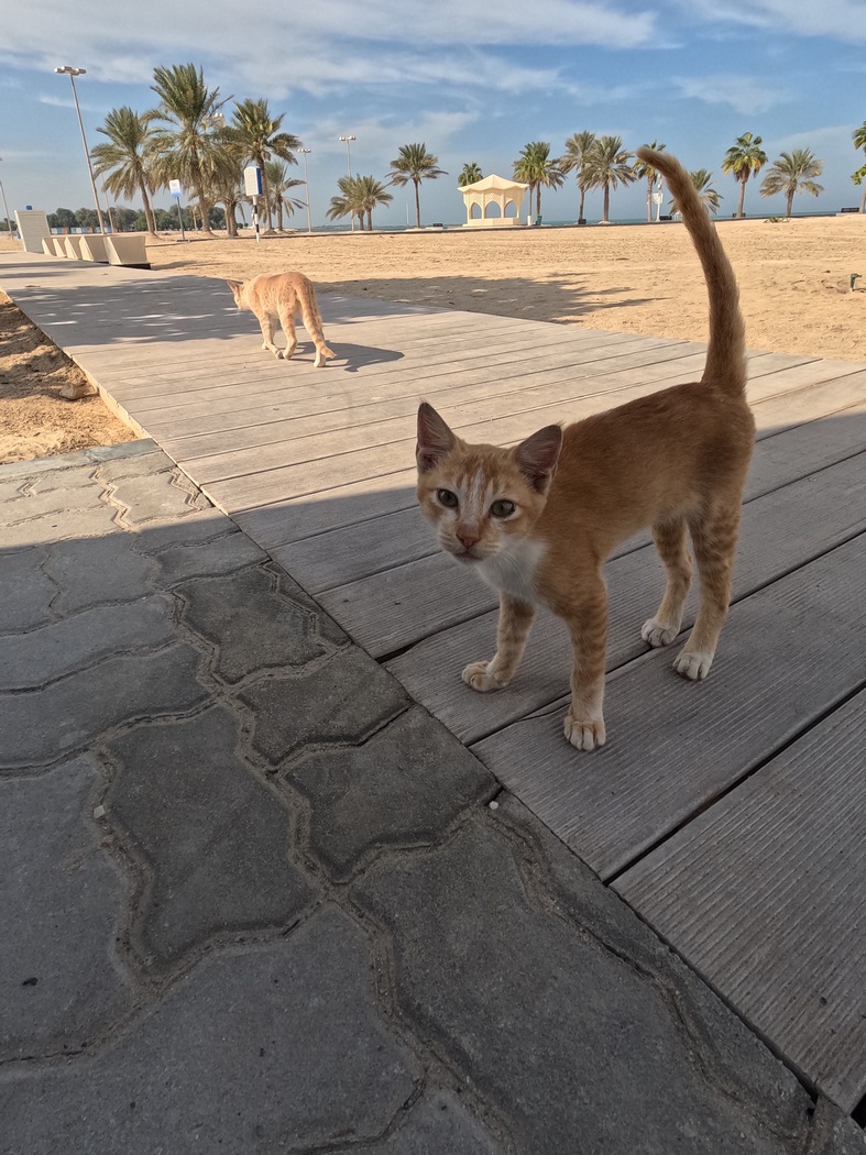 Katzen am Strand