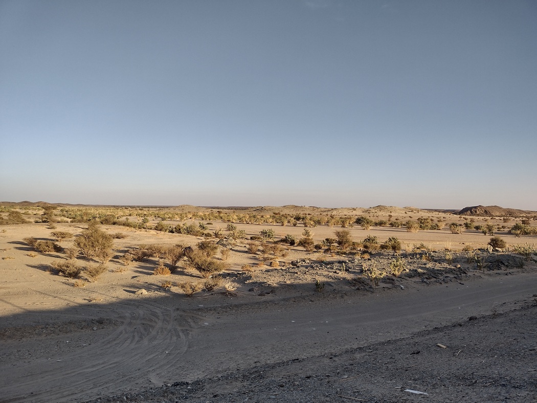 Wüste mit Büschen
