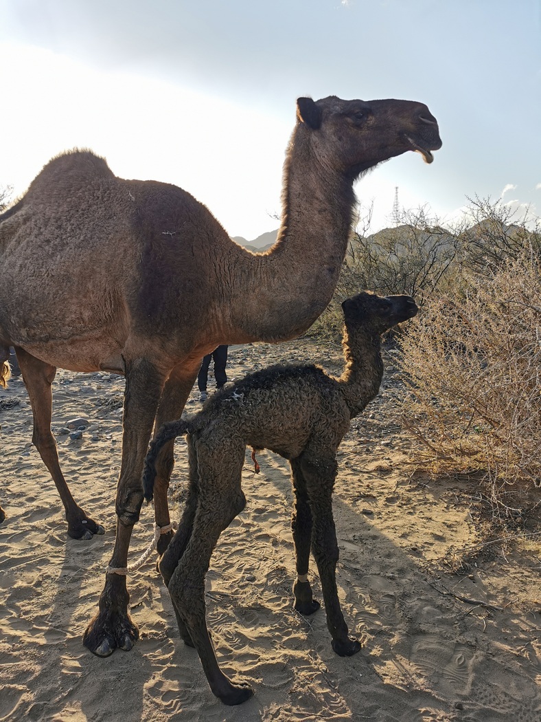Kamel-Baby neben Mutter
