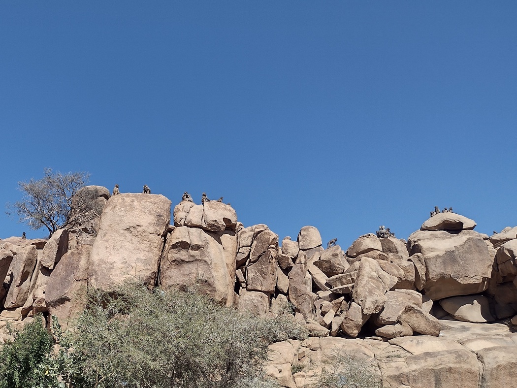 Affenfamilie auf Felsen
