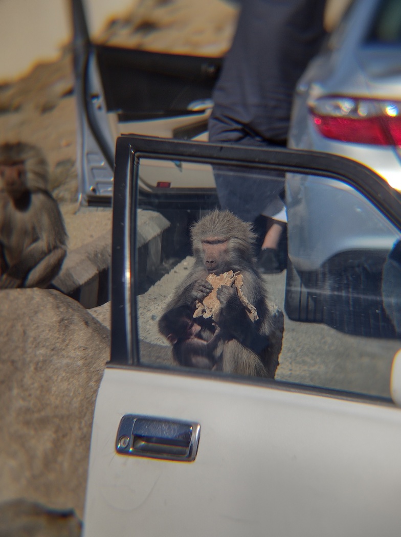 Affen essen Brot neben Auto
