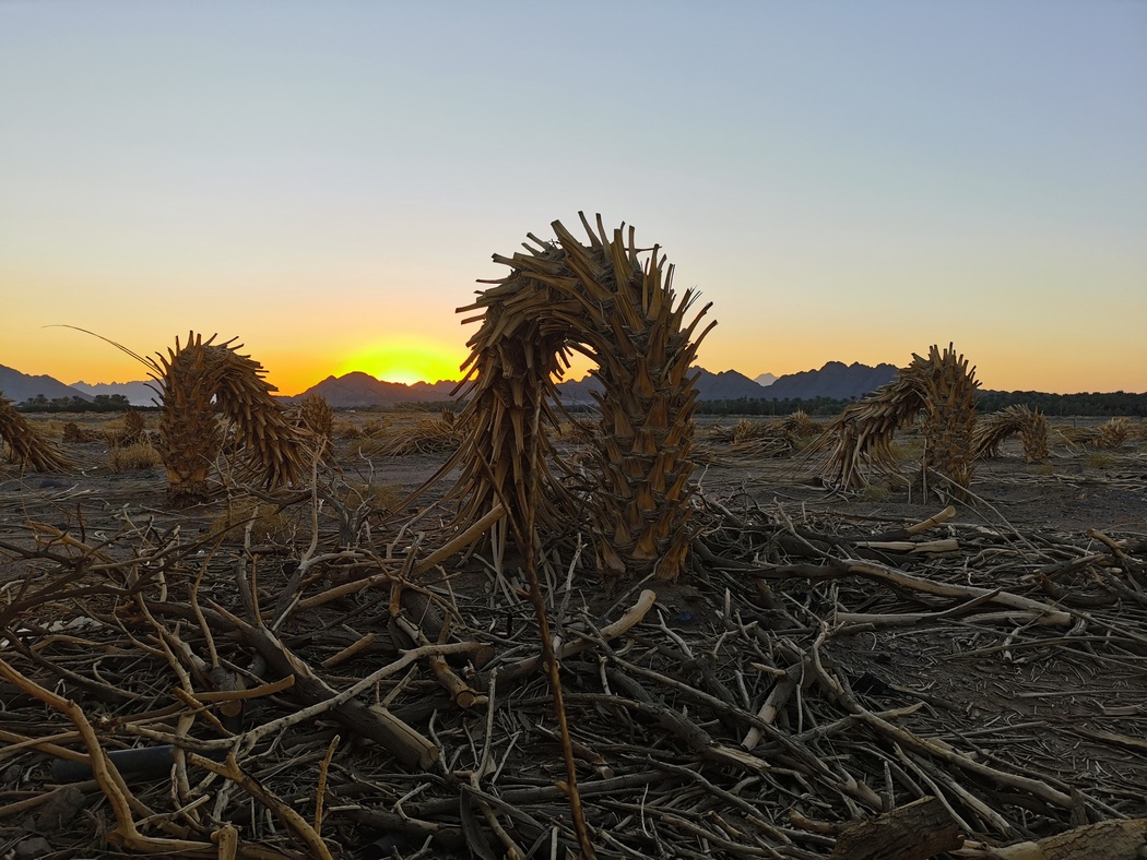 Tote gekrümmte Palmen