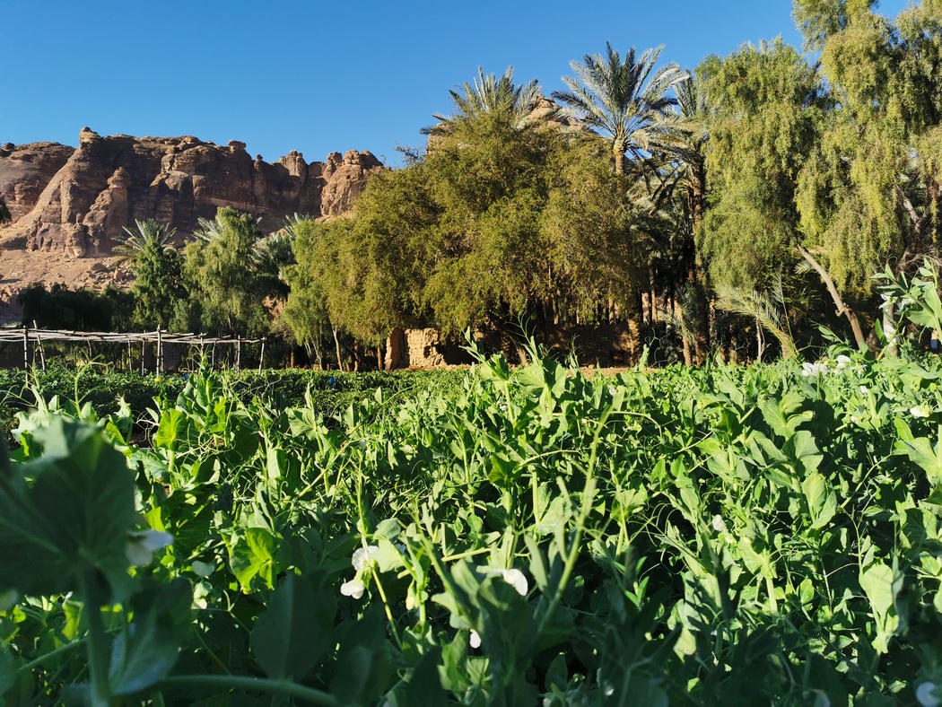 Erbsenfeld vor Palmen und Felsen