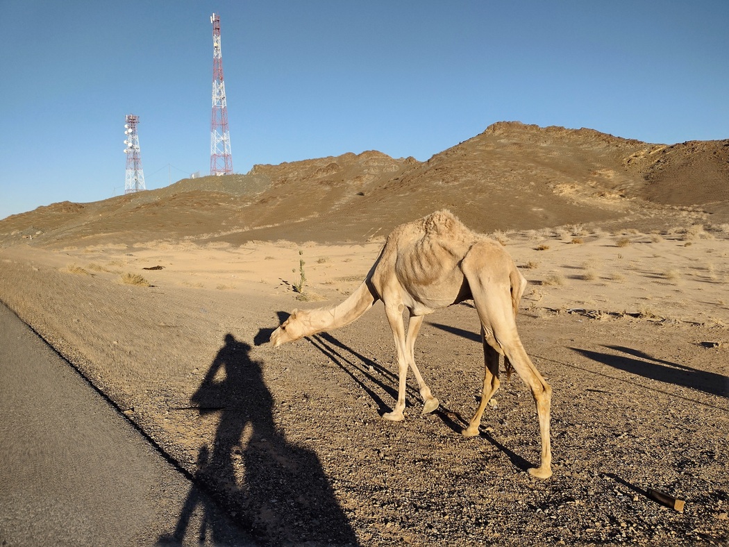 Kamel und Schatten von Radfahrer