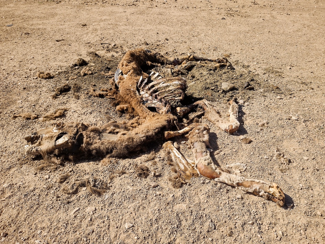 Halb verwestes Kamel