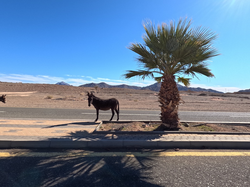 Esel auf der Straße