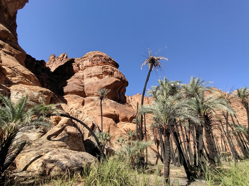 Verbrannte Palmen vor Felsen
