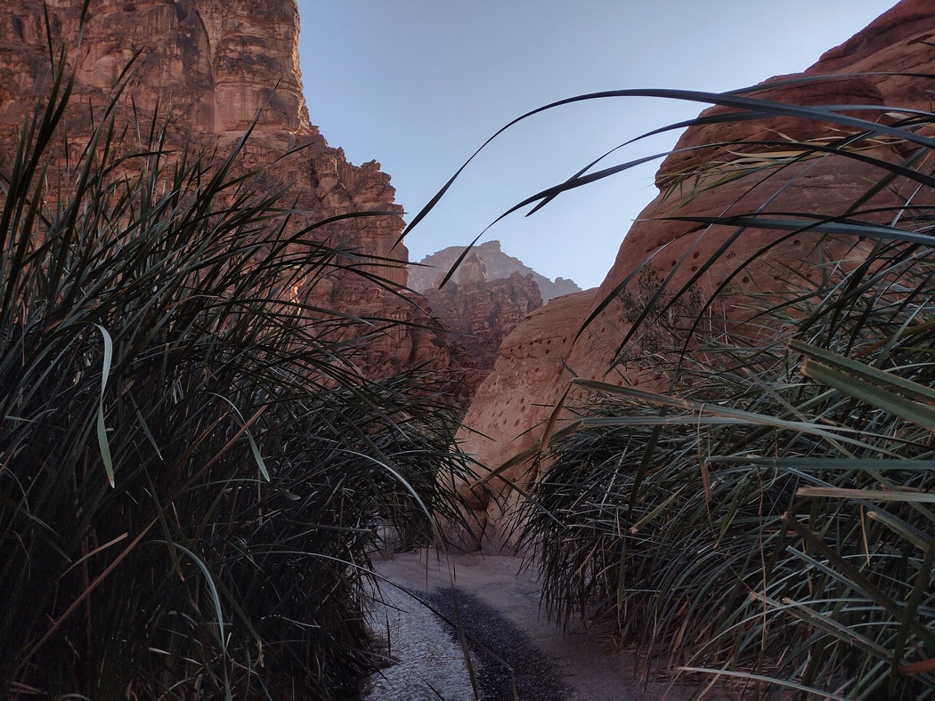 Lange Halme ragen auf den Weg