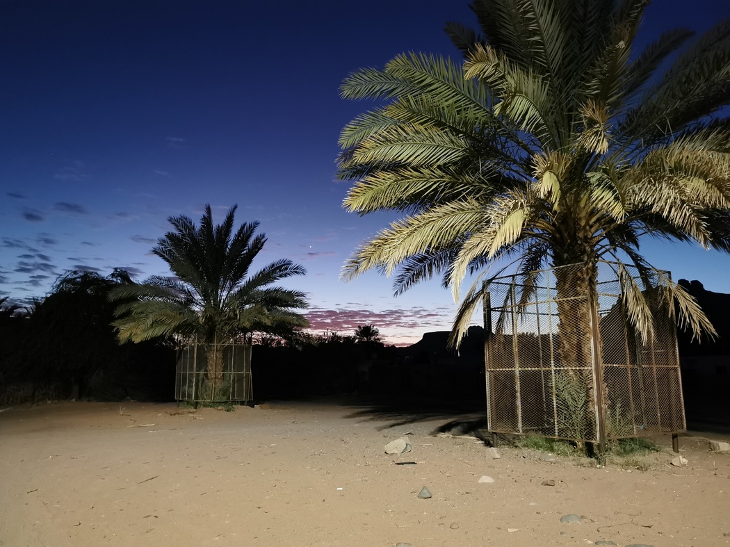 Palmen vor Nachthimmel