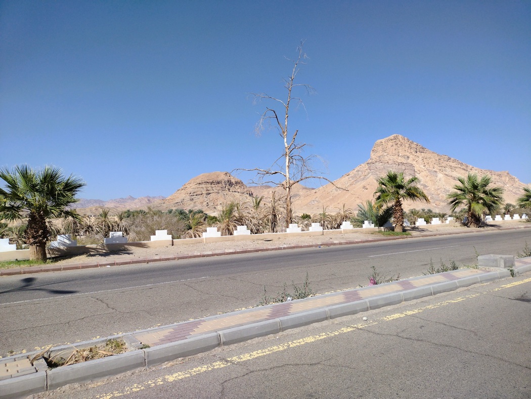 Palmen am Straßenrand