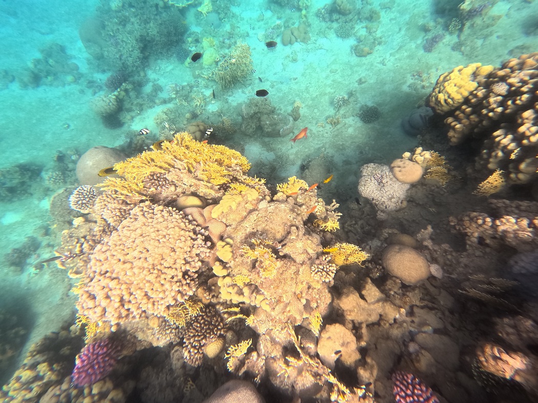 Korallen und Fische