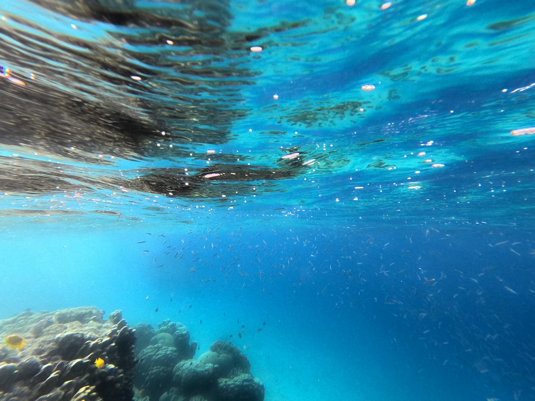 Fischschwarm mit Mini-Fischen
