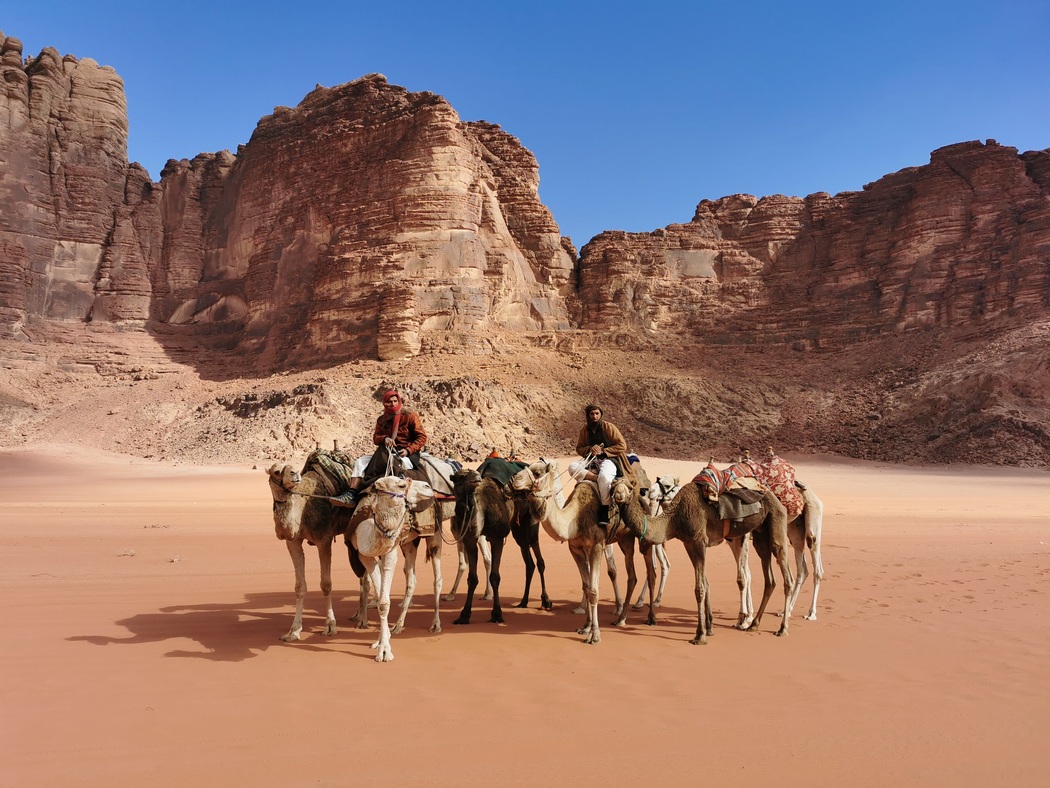 Kamele im Wadi Rum