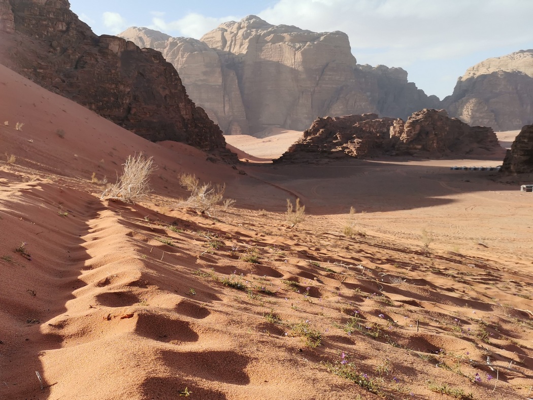 Sand, Felsen und kleine Blumen