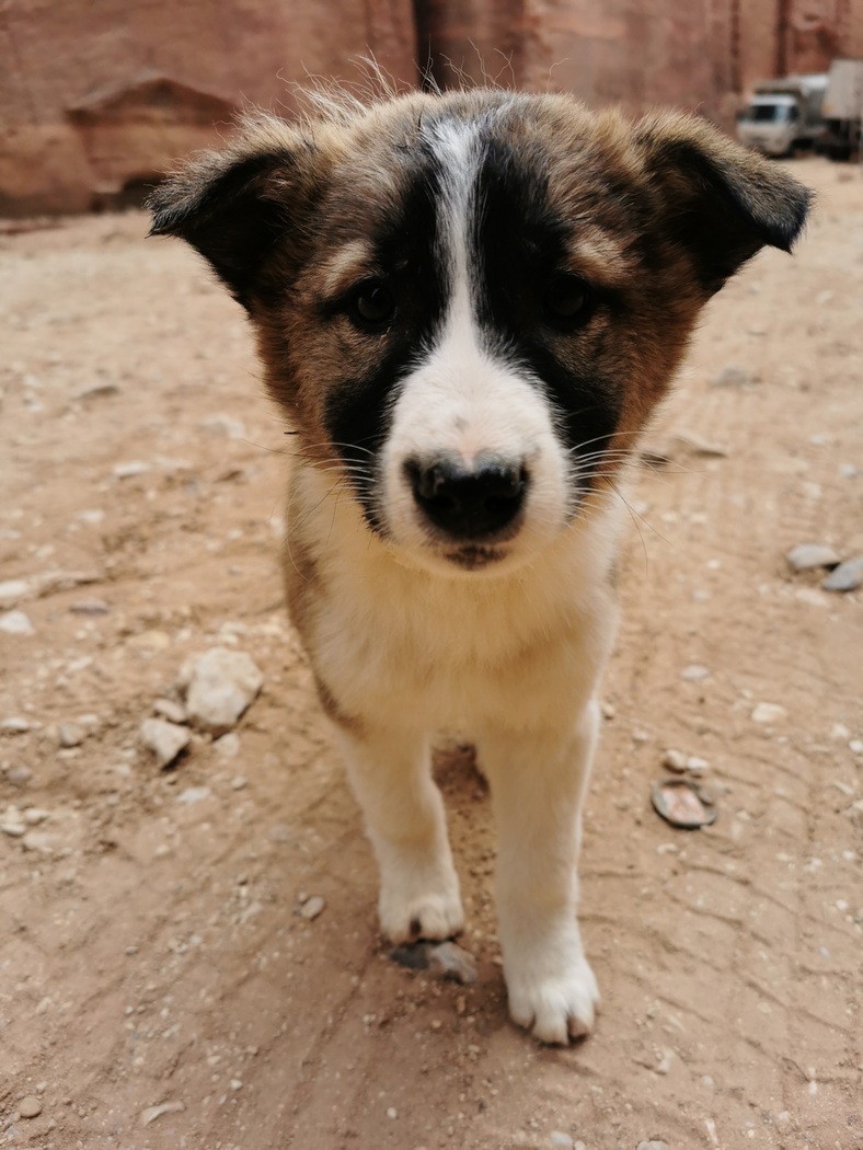 Welpe in Petra