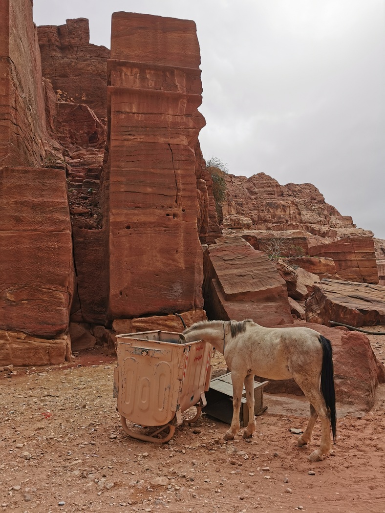 Pferd, das im Müll nach Essbarem sucht