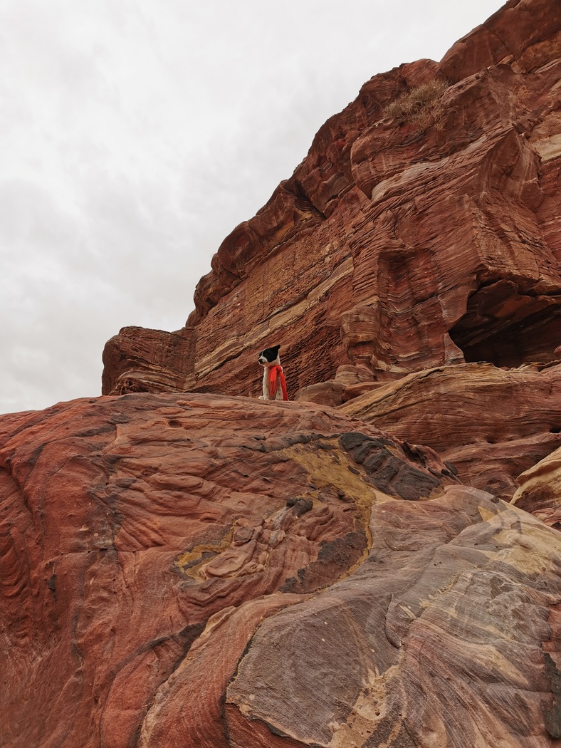 Hund mit rotem Schal auf einem roten Felsen