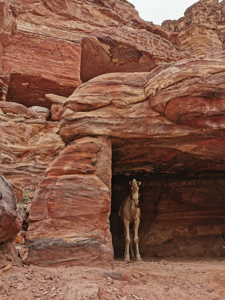 Kamel in Felsenhöhle