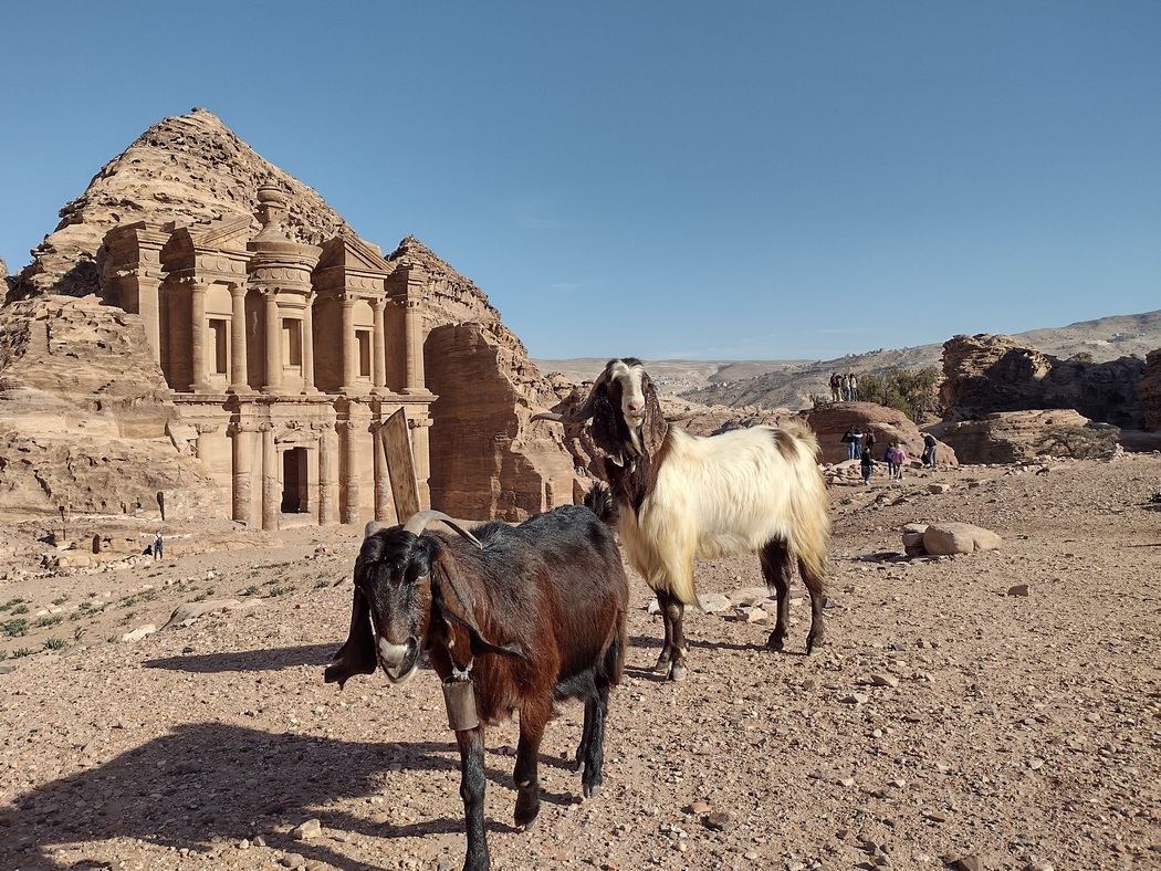 Ziegen in Petra