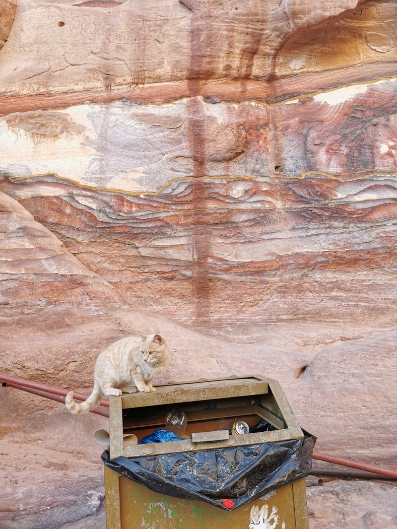 Katze auf Mülleimer