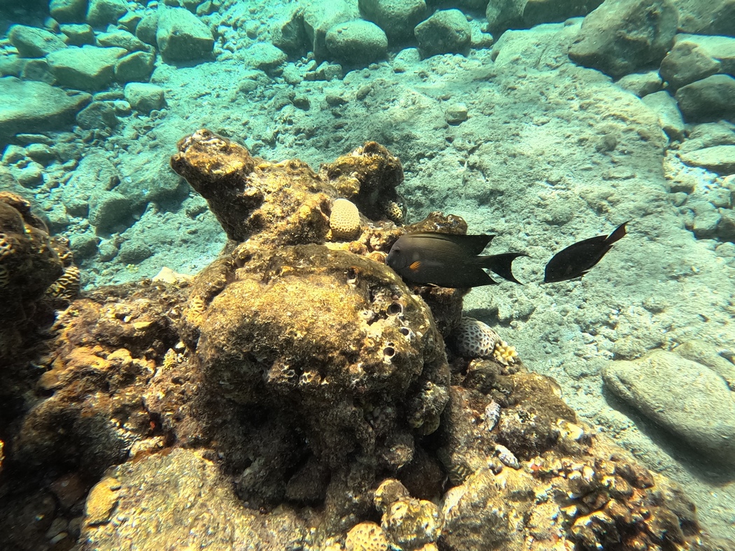 Fische, die an Korallen knabbern