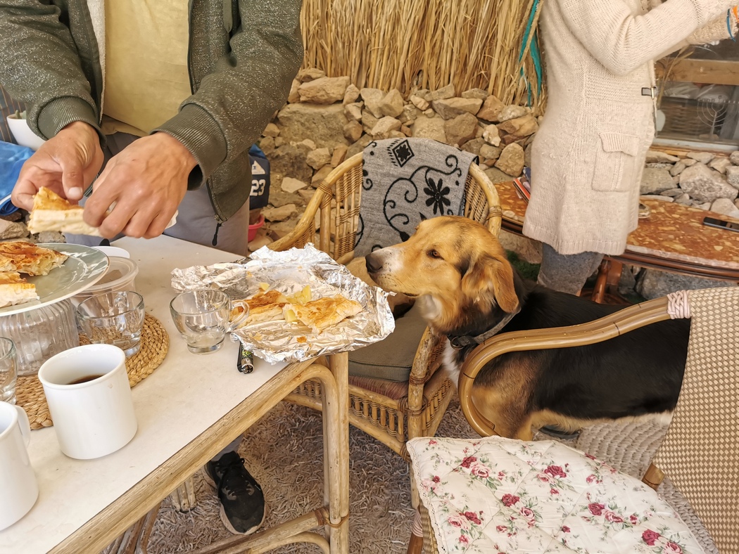 Hund schnüffelt an Kuchen