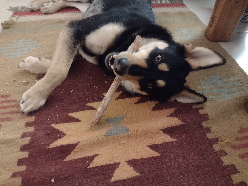 Hund beißt auf Stock